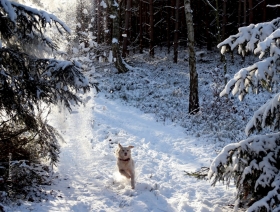 Fragment okładki 365 numeru czasopisma „Nasze Jutro” przedstawiający psa biegnącego przez zaśnieżony las