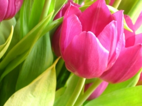Grafika przedstawiająca różowe tulipany