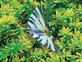 Fragment okładki 393 numeru czasopisma „Nasze Jutro” przedstawiający motyla