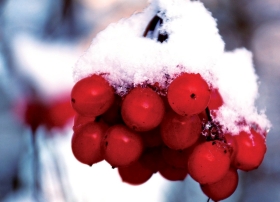 Fragment okładki 389 numeru czasopisma „Nasze Jutro” przedstawiający owoce przysypane śniegiem